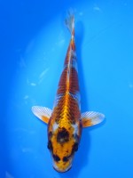  　クジャク黄金　16cm　 