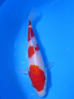  　紅白　18cm　 
