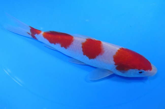 錦屋養鯉場 　紅白　18cm　 錦鯉販売　通信販売　錦屋養鯉場