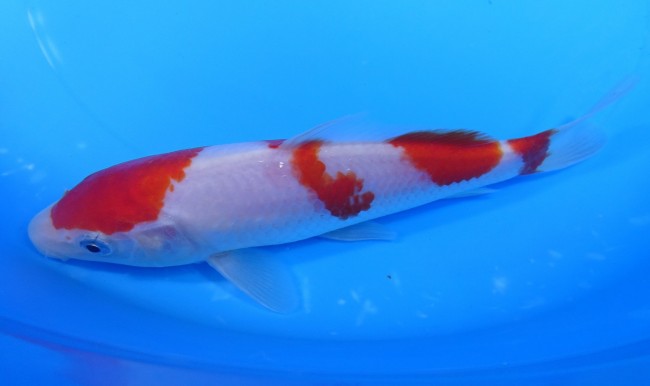 錦屋養鯉場 　紅白　18cm　 錦鯉販売　通信販売　錦屋養鯉場