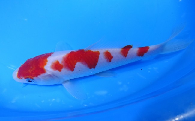 錦屋養鯉場 　紅白　19cm　 錦鯉販売　通信販売　錦屋養鯉場