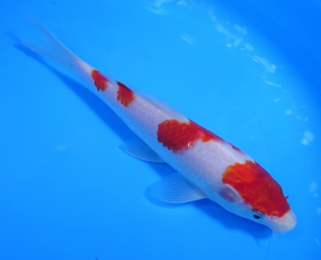 錦屋養鯉場 　紅白　19cm　 錦鯉販売　通信販売　錦屋養鯉場