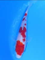  　紅白　19cm　 