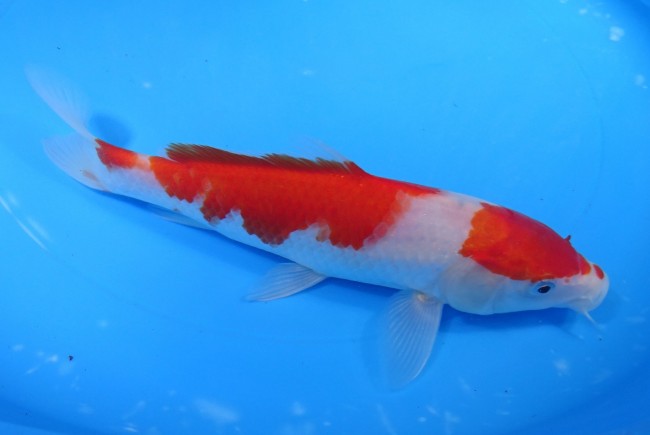 錦屋養鯉場 　紅白　20cm　 錦鯉販売　通信販売　錦屋養鯉場