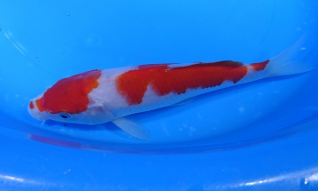 錦屋養鯉場 　紅白　20cm　 錦鯉販売　通信販売　錦屋養鯉場