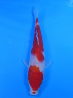  　紅白　20cm　 