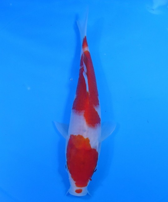 錦屋養鯉場 　紅白　20cm　 錦鯉販売　通信販売　錦屋養鯉場