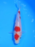  　紅白　13cm　 