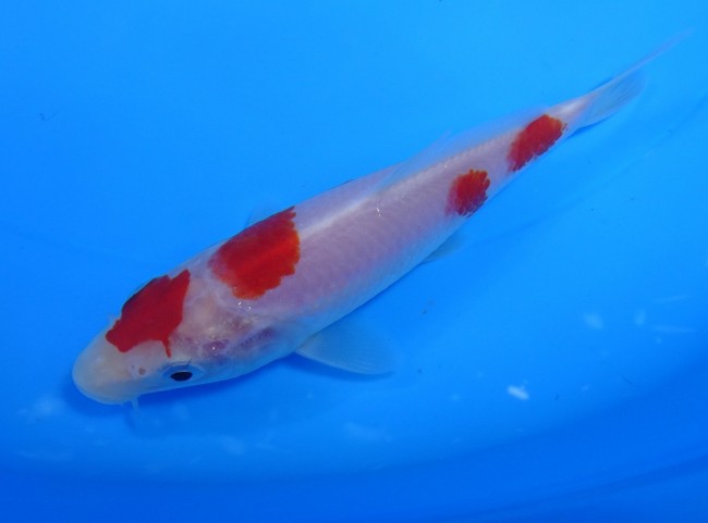 錦屋養鯉場 　紅白　13cm　 錦鯉販売　通信販売　錦屋養鯉場
