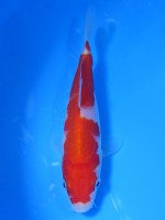  　紅白　14cm　 