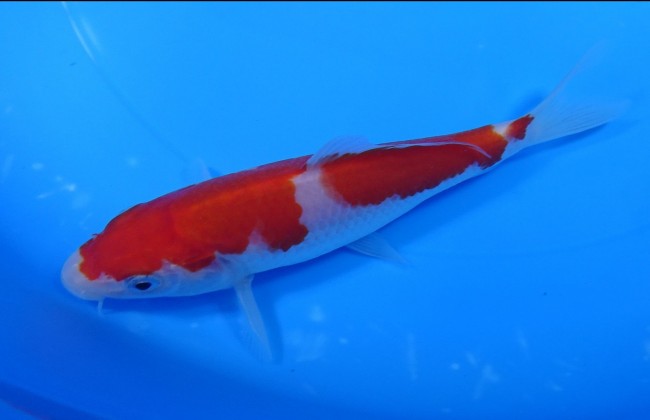 錦屋養鯉場 　紅白　14cm　 錦鯉販売　通信販売　錦屋養鯉場