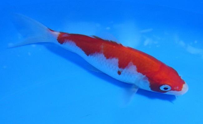 錦屋養鯉場 　紅白　14cm　 錦鯉販売　通信販売　錦屋養鯉場