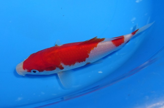 錦屋養鯉場 　紅白　15cm　 錦鯉販売　通信販売　錦屋養鯉場