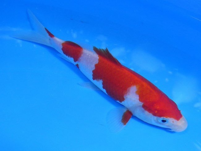 錦屋養鯉場 　紅白　15cm　 錦鯉販売　通信販売　錦屋養鯉場