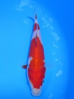  　紅白　15cm　