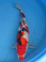  　大正三色　48cm　 