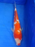  　紅白　47cm　 