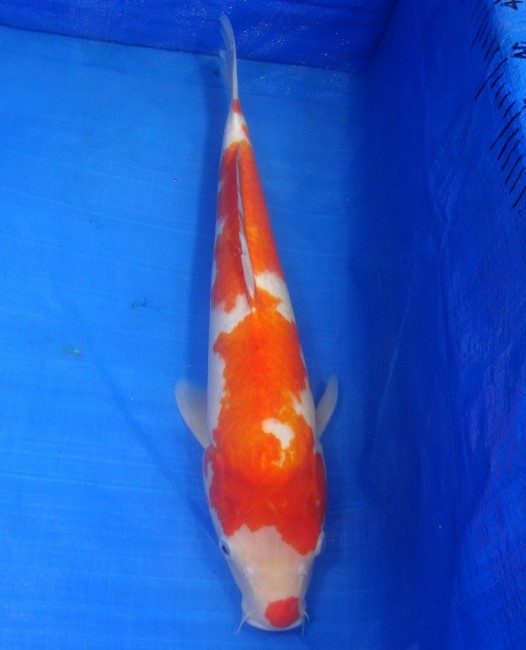 錦屋養鯉場 　紅白　47cm　 錦鯉販売　通信販売　錦屋養鯉場
