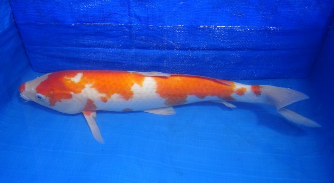 錦屋養鯉場 　紅白　47cm　 錦鯉販売　通信販売　錦屋養鯉場