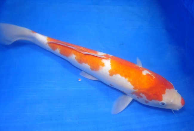 錦屋養鯉場 　紅白　47cm　 錦鯉販売　通信販売　錦屋養鯉場