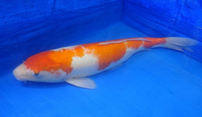 錦屋養鯉場 　紅白　47cm　 錦鯉販売　通信販売　錦屋養鯉場