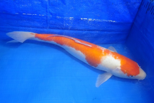 錦屋養鯉場 　紅白　47cm　 錦鯉販売　通信販売　錦屋養鯉場