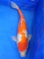  　紅白　47cm　 