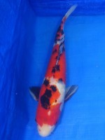  　大正三色　43cm　 