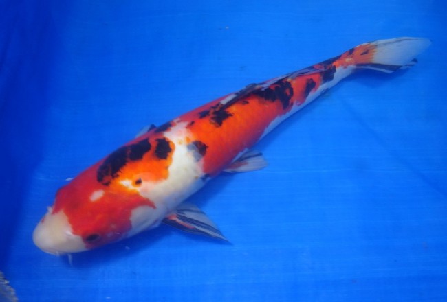 錦屋養鯉場 　大正三色　43cm　 錦鯉販売　通信販売　錦屋養鯉場