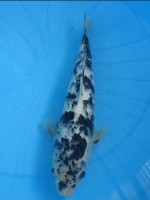  　墨しぐれ　36cm　 
