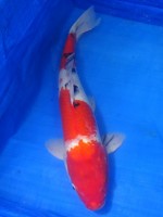  　大正三色　53cm　 
