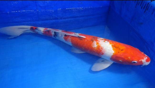 錦屋養鯉場 　大正三色　56cm　 錦鯉販売　通信販売　錦屋養鯉場