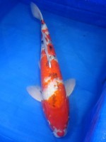 　大正三色　56cm　 