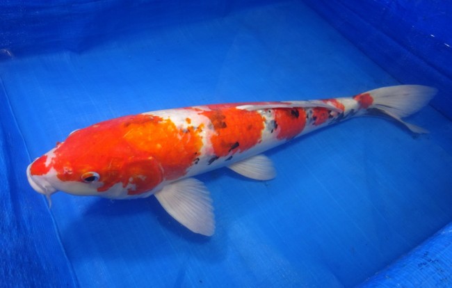錦屋養鯉場 　大正三色　56cm　 錦鯉販売　通信販売　錦屋養鯉場