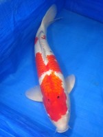  　大正三色　52cm　 