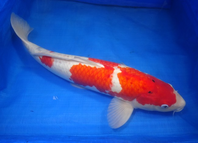 錦屋養鯉場 　大正三色　52cm　 錦鯉販売　通信販売　錦屋養鯉場