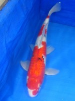  　大正三色　45cm　 