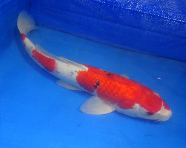 錦屋養鯉場 　大正三色　45cm　 錦鯉販売　通信販売　錦屋養鯉場