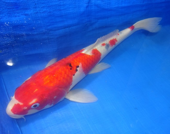 錦屋養鯉場 　大正三色　45cm　 錦鯉販売　通信販売　錦屋養鯉場