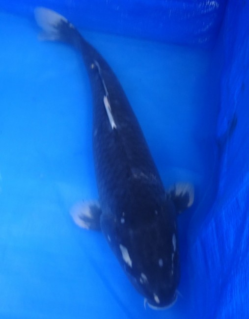 錦屋養鯉場 　羽白　48cm　 錦鯉 金魚 販売　通信販売　錦屋養鯉場