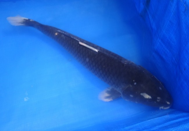 錦屋養鯉場 　羽白　48cm　 錦鯉 金魚 販売　通信販売　錦屋養鯉場