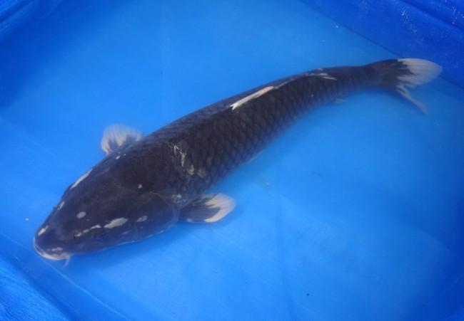 錦屋養鯉場 　羽白　48cm　 錦鯉 金魚 販売　通信販売　錦屋養鯉場