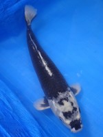  　羽白　37cm　
