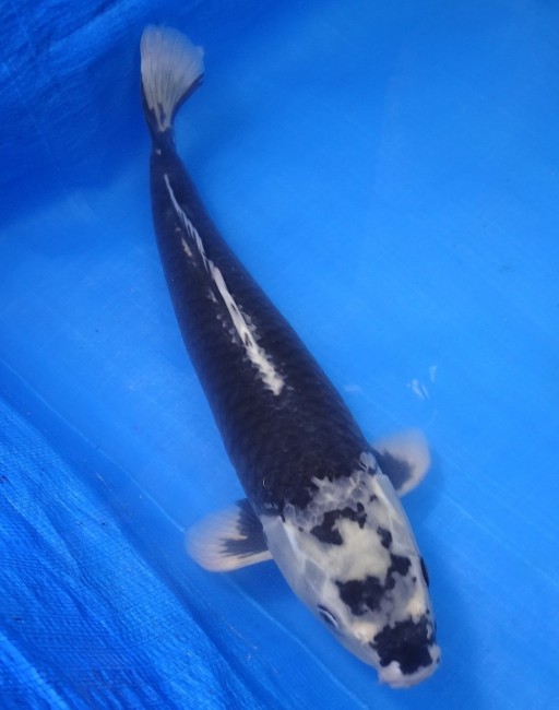 錦屋養鯉場 　羽白　37cm　 錦鯉 金魚 販売　通信販売　錦屋養鯉場