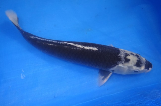 錦屋養鯉場 　羽白　37cm　 錦鯉 金魚 販売　通信販売　錦屋養鯉場