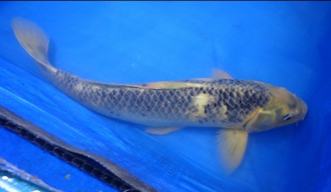 錦屋養鯉場　松川バケ　45cm　錦鯉　福だるま金魚販売　通信販売　錦屋養鯉