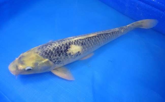 錦屋養鯉場　松川バケ　45cm　錦鯉　福だるま金魚販売　通信販売　錦屋養鯉
