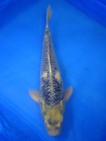 　松川バケ　45cm　