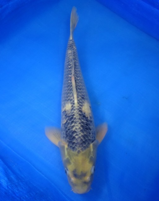錦屋養鯉場　松川バケ　45cm　錦鯉　福だるま金魚販売　通信販売　錦屋養鯉