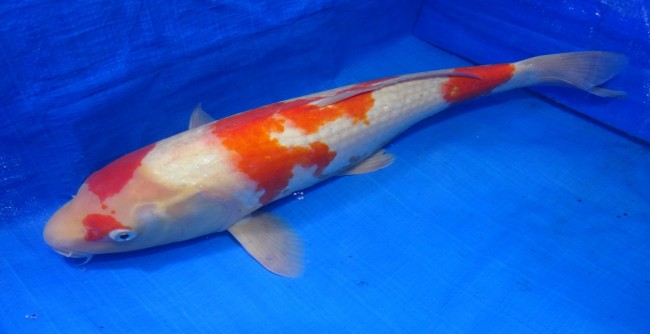 錦屋養鯉場 　紅白　53cm　 錦鯉販売　通信販売　錦屋養鯉場